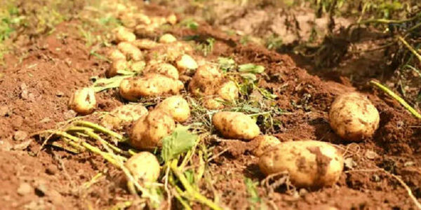 “十一”错峰趣玩!国际教师带队 共赴亲子农场体验挖土豆